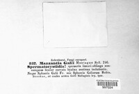 Mazzantia galii image